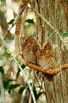 Sokoke scops owl pair, grey phase, Endangered {Otus ireneae} Arabuko Sokoke, Kenya