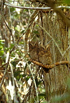 Sokoke scops owl (Otus ireneae) pair, grey phase, Arabuko Sokoke, Kenya, endangered species
