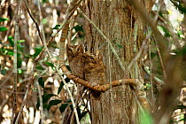 Sokoke scops owl pair, grey phase, Endangered {Otus ireneae} Arabuko Sokoke, Kenya