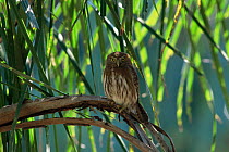 Ferruginous pygmy owl {Glaucidium brasilianum} Beni, Bolivia