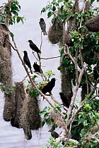 Red rumped caciques with nests made from spanish moss {Cacicus haemorrhous} Brazil