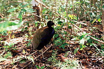 Dark winged trumpeter {Psophia viridis} River Negro, Amazonas, Brazil