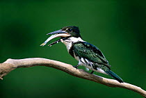 Amazon kingfisher swallowing fish {Chloroceryle amazona} Amazonia, Brazil
