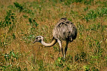 Common / Greater rhea {Rhea americana} Cerrado, Emas National Park, Goias, Brazil