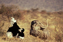 Courtship display of Ostrich pair {Struthio camelus} Buffalo Springs NR, Kenya