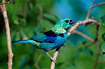 Green headed tanager {Tangara seledon} Brazil