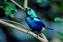 Seven coloured tanager {Tangara fastuosa} NE Brazil
