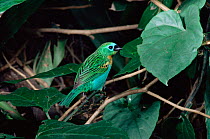 Brassy-breasted tanager {Tangara desmaresti} Brazil