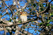 Spot backed puffbird {Nystalus maculatus} Caatina, Brazil