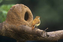 Rufous hornero / Ovenbird at mud nest {Furnarius rufus} Mato Grosso, Brazil