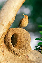 Rufous hornero / Ovenbird at nest {Furnarius rufus} Mato Grosso, Brazil