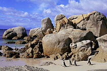 Black footed penguins on beach {Spheniscus demersus} Boulders Bay, South Africa