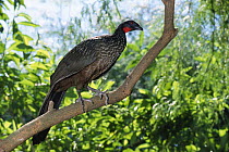 Dusky legged guan {Penelope obscura bronzina} Endangered, Brazil