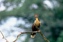 Hoatzin {Ophisthocomus hoazin} Amazonas, Brazil