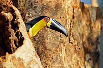 Channel billed toucan {Ramphastos vitellinus} South America