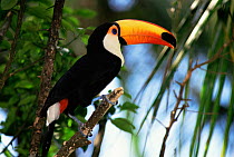 Toco toucan {Ramphastos toco} Brazil