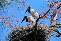 Jabiru storks at nest {Jabiru mycteria} Beni, Bolivia