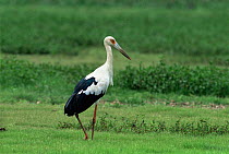 Magueri stork {Ciconia maguari} Llanos, Venezuela