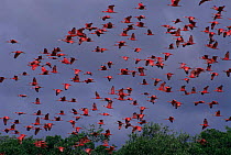 Flock of Scarlet ibis in flight {Eudocimus ruber} Canelas Is, Brazil