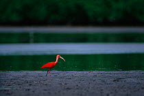 Scarlet ibis feeding {Eudocimus ruber} Trinidad