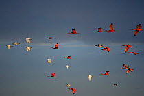 Scarlet ibis {Eudocimus ruber} and Egrets in flight, Canelas Is, Brazil