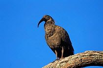 Plumbeous ibis {Theristicus caerulescens} Beni, Bolivia
