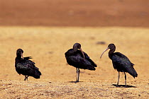 Puna ibis {Plegadis ridgwayi} Oruro, Bolivia