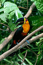 Channel billed toucan {Ramphastos vitellinus} Atlantic rainforest, Brazil