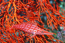 Longnose hawkfish {Oxycirrhites typus}camouflaged in fan coral  Red Sea, Egypt