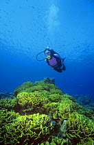 Diver swimming over reef of hard coral {Turbinaria mesenterina} Red Sea, Egypt