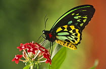Australian birdwing butterfly {Ornithoptera priamus} male, captive, Australia