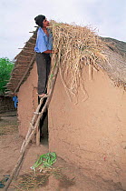 Guarani indian repairing thatch on roof, Gran Chaco NP, Bolivia