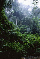 Tropical rainforest, Madidi NP, La Paz Dept, Bolivia
