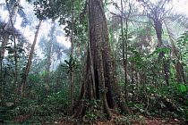 Amazon upland rainforest, High Beni river canyon, Madidi National Park, Bolivia