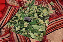 Coca leaves {Erythroxylum coca} used to make cocaine, Bolivia