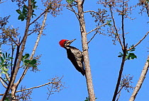 Lineated woodpecker {Dryocopus lineatus} male in Atlantic forest, Sao Paulo, Brazil