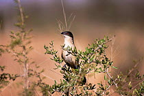 Burchell's coucal {Centropus superciliosus burchellii} Umfolozi GR, Natal, S Africa