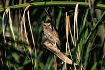 Tropical screech owl {Megascops choliba} Beni Dept, Bolivia