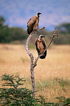 Two Rupell's griffon vulture {Gyps rueppellii} Masai Mara GR, Kenya