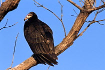 Lesser yellow headed vulture {Cathartes burrovianus} Beni Dept, Bolivia