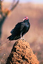 Turkey vulture on termite mound {Cathartes aura} Emas NP, Brazil