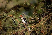 Von der Deckens hornbill {Tockus deckeni} Samburu NR, Kenya