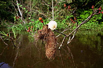 Nest of Yellow rumped cacique {Cacicus cela} in Munguba tree during flood, Brazil