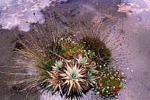 Collection of plants growing in bog on slopes of Mount Roraima, Venezuela