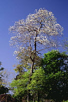 Cordia tree {Cordia glabrata} in flower, Tocantins, Brazil