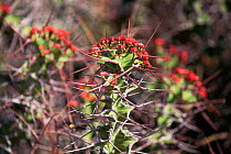 Flowering tree euphorbia {Euphorbia nyikae} Buffalo Springs NR, Kenya