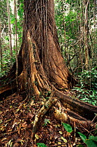 Strangler fig tree roots {Ficus americana guianensis} Linhares FR, Brazil