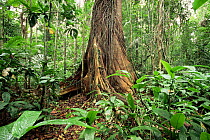 Strangler fig tree roots {Ficus americana guianensis} Linhares FR, Brazil