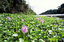 Water hyacinth {Eichhornia crassipes} Lake Jaraua, Amazonas, Brazil