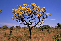 Yellow ipe tree in flower {Tabebuia ochracea} Emas NP, Cerrado habitat, Brazil
